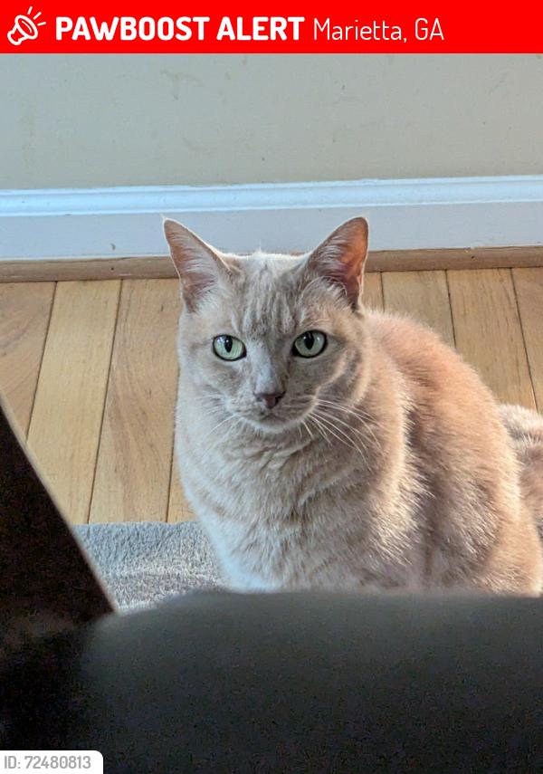 Lost Male Cat last seen Lorings Square Subdivision: Lyons Way and Habersham Rd. where it crosses John Ward Rd., Marietta, GA 30064