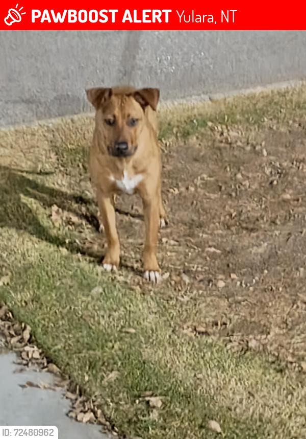 Lost Female Dog last seen Spring mountain & Baffalo, Yulara, NT 0872