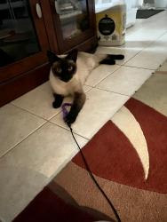 Lost Male Cat last seen Del Rio , Port St. Lucie, FL 34953