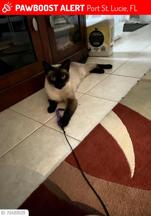 Lost Male Cat last seen Del Rio , Port St. Lucie, FL 34953