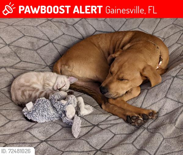 Lost Female Dog last seen 24th Place and 27th Ave, Gainesville, FL 32641