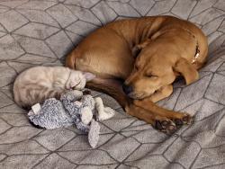 Lost Female Dog last seen 24th Place and 27th Ave, Gainesville, FL 32641