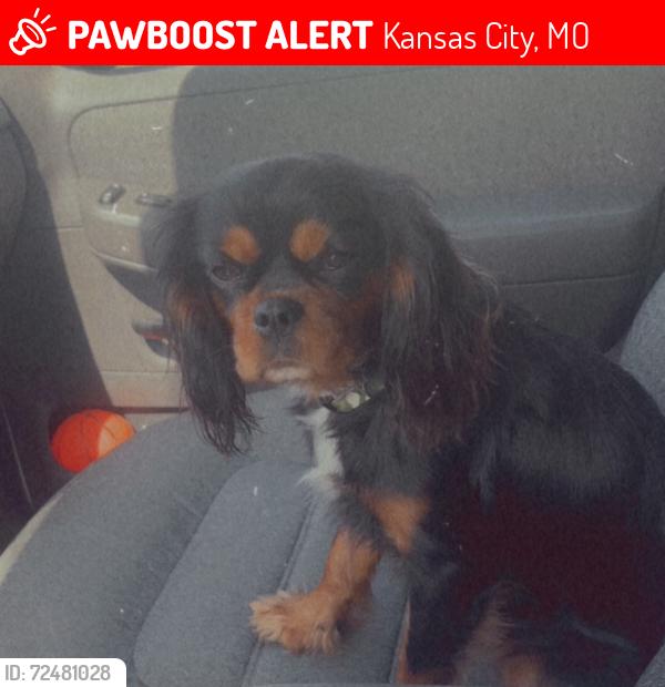 Lost Female Dog last seen Blue ridge and longview, Kansas City, MO 64137
