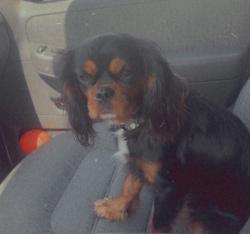 Lost Female Dog last seen Blue ridge and longview, Kansas City, MO 64137