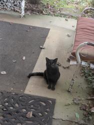 Found/Stray Male Cat last seen South Liberty church rd. & Tommy Oliver rd , Clarksville, TN 37042