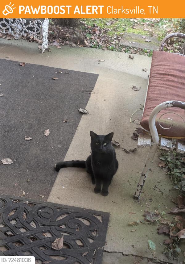 Found/Stray Male Cat last seen South Liberty church rd. & Tommy Oliver rd , Clarksville, TN 37042