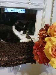 Lost Female Cat last seen Near Charlie Cs on 421, Lillington, NC 27546