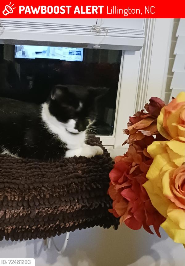 Lost Female Cat last seen Near Charlie Cs on 421, Lillington, NC 27546