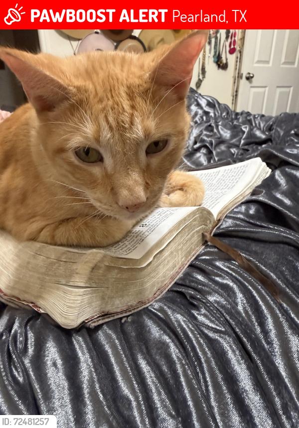 Lost Male Cat last seen Broadway, Pearland, TX 77581