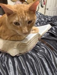 Lost Male Cat last seen Broadway, Pearland, TX 77581