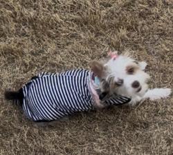 Lost Female Dog last seen Twin lakes and frontier, Prosper, TX 75078