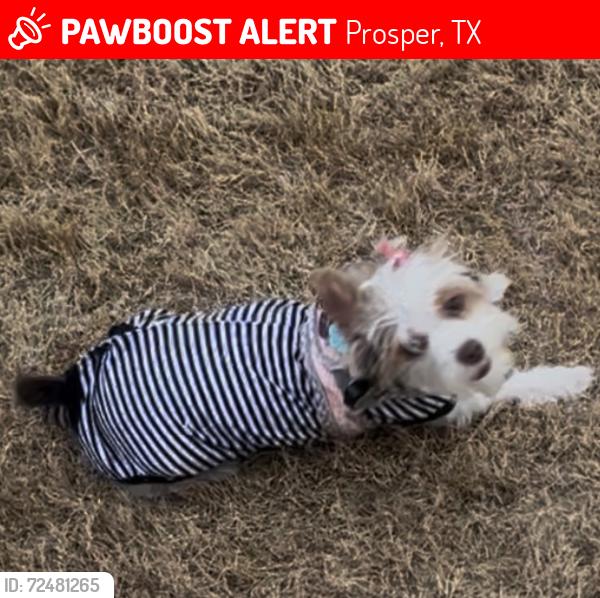 Lost Female Dog last seen Twin lakes and frontier, Prosper, TX 75078