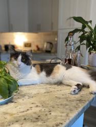 Lost Female Cat last seen Surfside & veterans , Cape Coral, FL 33991