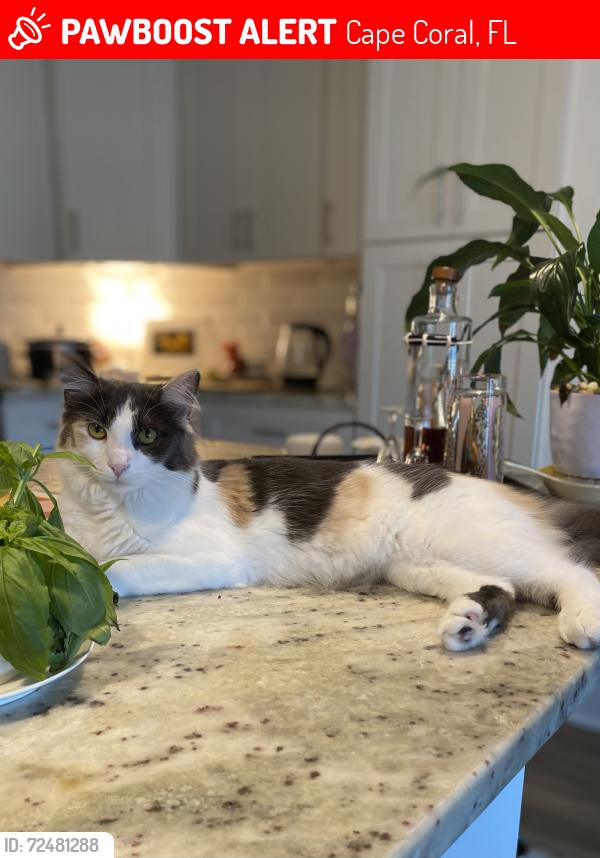Lost Female Cat last seen Surfside & veterans , Cape Coral, FL 33991