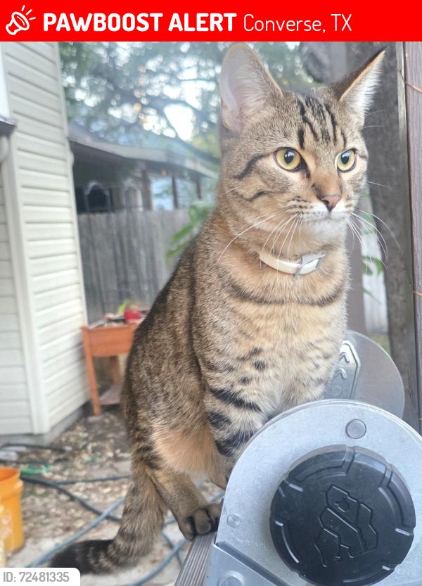 Lost Male Cat last seen Laurel Creek and Topperwein Rd, Converse, TX 78109