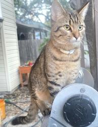 Lost Male Cat last seen Laurel Creek and Topperwein Rd, Converse, TX 78109