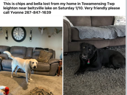 Lost Male Dog last seen Beltzville lake, Lehighton, PA 18235