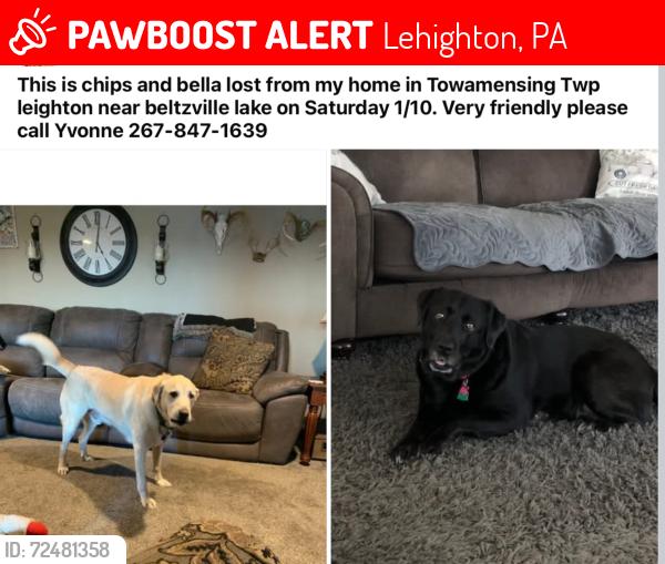 Lost Male Dog last seen Beltzville lake, Lehighton, PA 18235