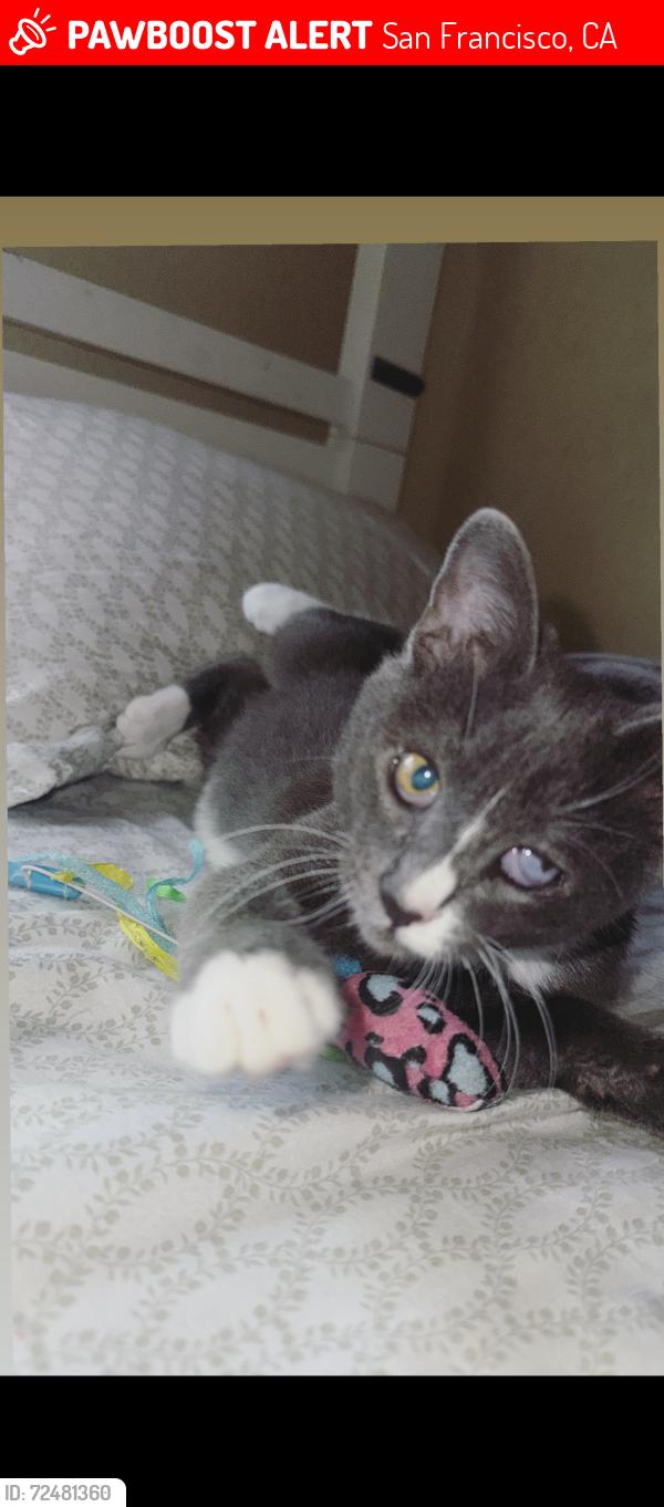 Lost Male Cat last seen Santos, San Francisco, CA 94134