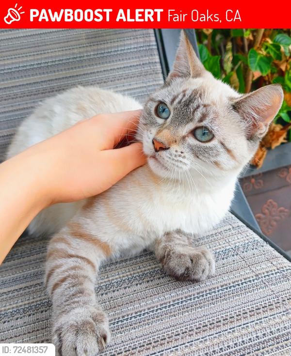 Lost Female Cat last seen Van ufford ln, Twin gardens road, Fair Oaks, CA 95628