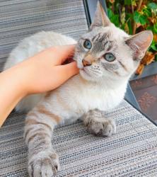 Lost Female Cat last seen Van ufford ln, Twin gardens road, Fair Oaks, CA 95628
