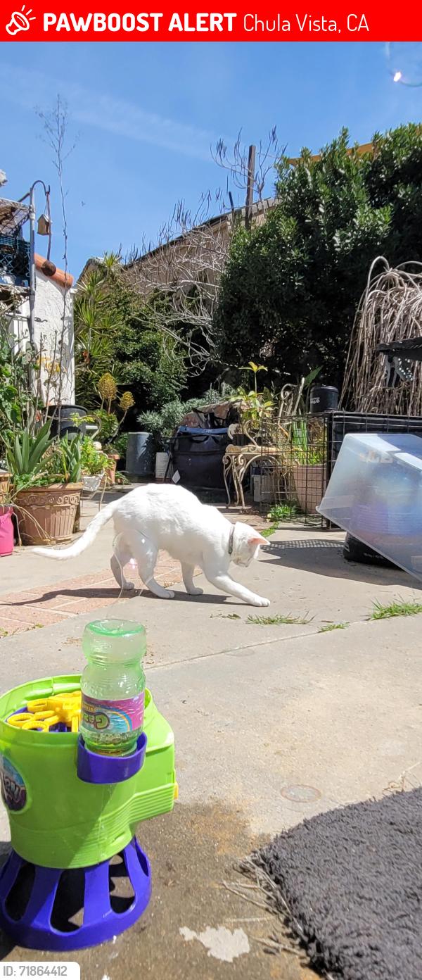 Lost Female Cat last seen east j, Chula Vista, CA 91910