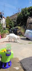 Lost Female Cat last seen east j, Chula Vista, CA 91910