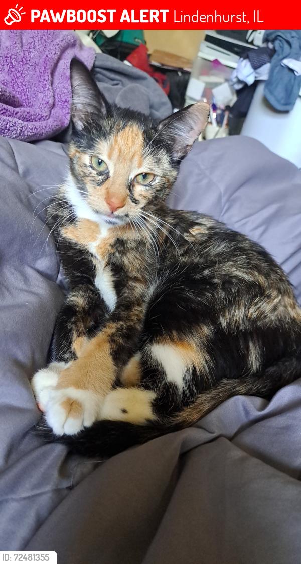 Lost Female Cat last seen Beck and valley , Lindenhurst, IL 60046