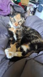 Lost Female Cat last seen Beck and valley , Lindenhurst, IL 60046