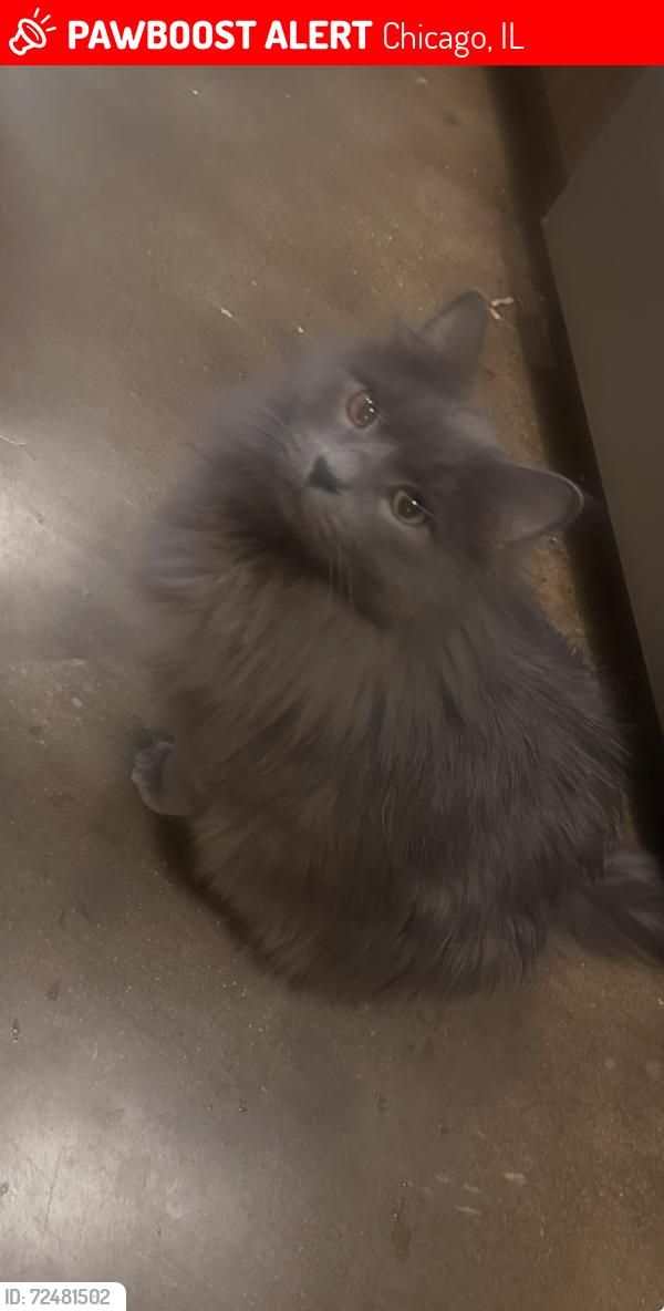 Lost Male Cat last seen Broadway and Lawrence , Chicago, IL 60640