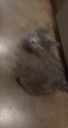 Lost Male Cat last seen Broadway and Lawrence , Chicago, IL 60640