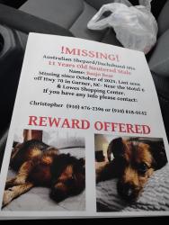 Lost Male Dog last seen BP Station, Garner, NC 27529