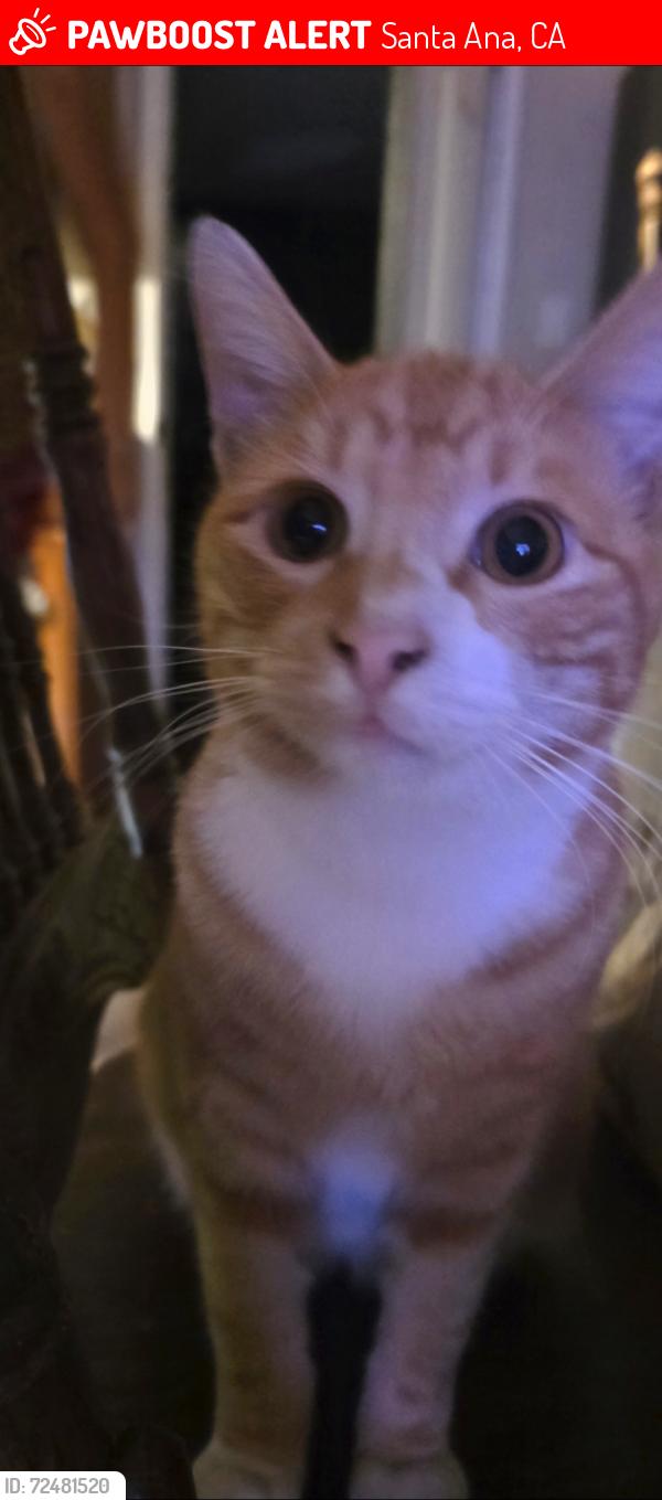 Lost Male Cat last seen Chestnut and Flower , Santa Ana, CA 92703