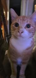 Lost Male Cat last seen Chestnut and Flower , Santa Ana, CA 92703