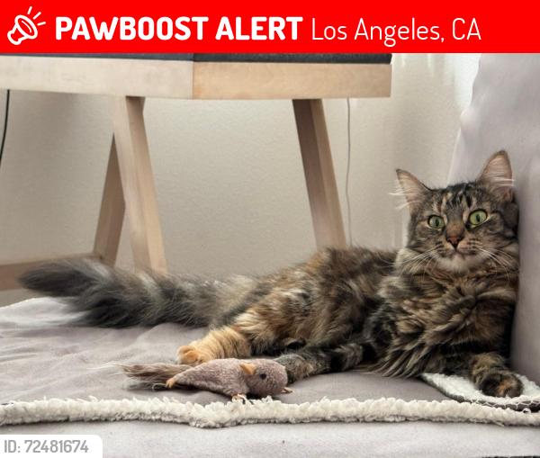 Lost Female Cat last seen Lake View Terrace E, Los Angeles, CA 90039