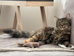 Lost Female Cat last seen Lake View Terrace E, Los Angeles, CA 90039