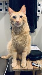 Lost Male Cat last seen Croesus st nw, Atlanta, GA 30314