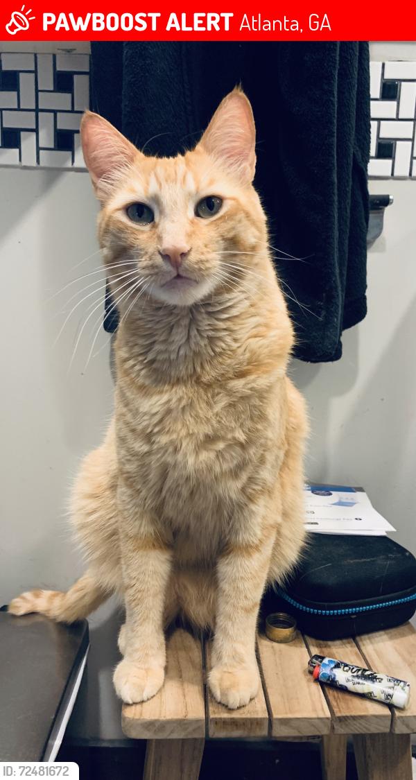 Lost Male Cat last seen Croesus st nw, Atlanta, GA 30314