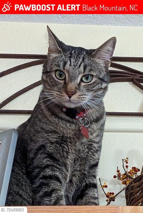 Lost Male Cat last seen Blue Ridge Rd and Blue Ridge Assembly, Black Mountain, NC 28711