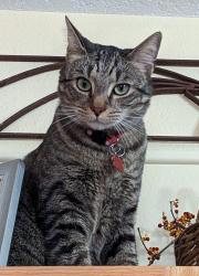 Lost Male Cat last seen Blue Ridge Rd and Blue Ridge Assembly, Black Mountain, NC 28711