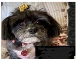 Lost Female Dog last seen Richmond Road and Sycamore Street, Santa Paula, CA 93060