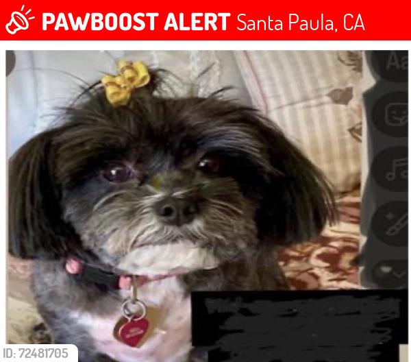 Lost Female Dog last seen Richmond Road and Sycamore Street, Santa Paula, CA 93060