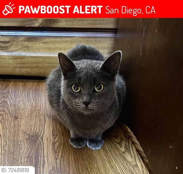 Lost Female Cat last seen Near division st , San Diego, CA 92114
