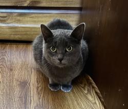 Lost Female Cat last seen Near division st , San Diego, CA 92114