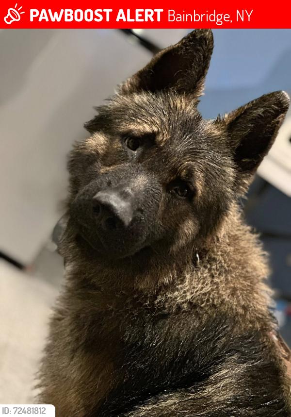 Lost Male Dog last seen back river road near holy cow storqage, Bainbridge, NY 13733
