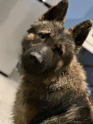 Lost Male Dog last seen back river road near holy cow storqage, Bainbridge, NY 13733