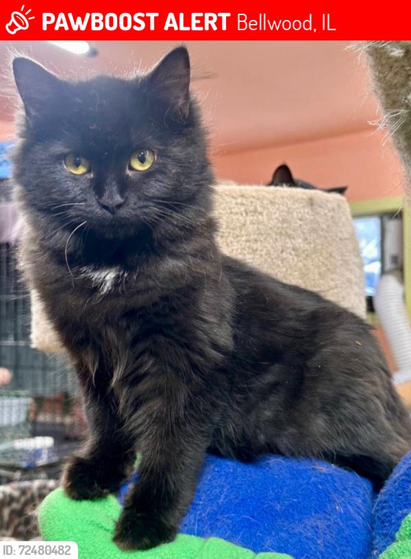 Lost Female Cat last seen Adams & 22nd St, Bellwood IL, Bellwood, IL 60104