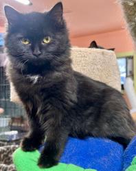 Lost Female Cat last seen Adams & 22nd St, Bellwood IL, Bellwood, IL 60104