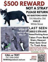 Lost Male Cat last seen Near E 5TH AVE, Tampa, FL 33605