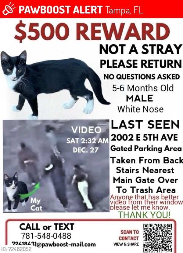 Lost Male Cat last seen Near E 5TH AVE, Tampa, FL 33605